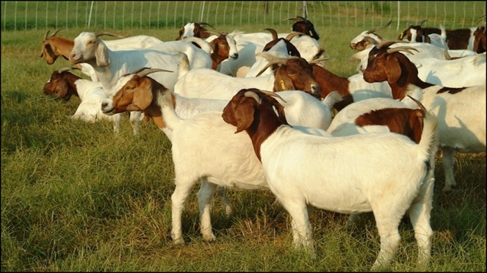 Goat Farming Loan Yojana 2025